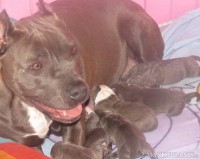 /album/chanelle/black-irish-kennels-chanelle-3-jpg/
